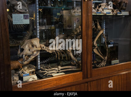 Das Grant Museum für Zoologie, London England Vereinigtes Königreich UK Stockfoto