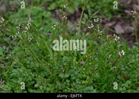 Behaarte Schaumkraut, Cardamine Hirsuta, essbare Pflanze Stockfoto