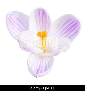 Licht lila Krokus Einzelfeder Blume isoliert auf weißem Hintergrund Draufsicht Stockfoto