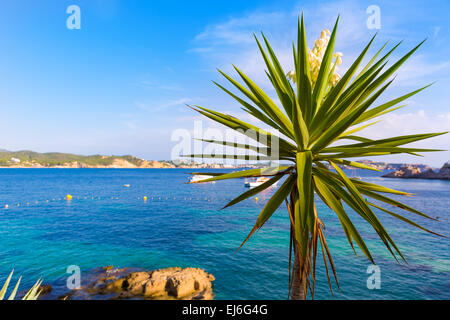 Mallorca Cala Fornells Strand Paguera Peguera Calvia Mallorca Balearen Insel von Spanien Stockfoto