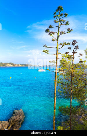 Mallorca Cala Fornells Strand Paguera Peguera Calvia Mallorca Balearen Insel von Spanien Stockfoto