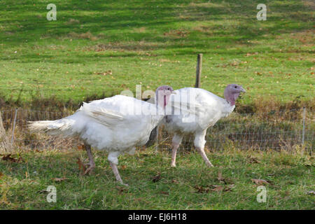 Zwei Truthähne unterwegs auf Bauernhof Stockfoto