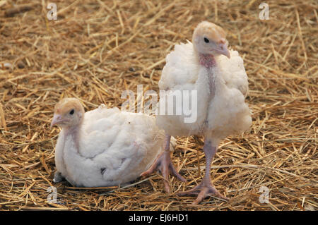 Zwei junge Puten auf Stroh in Hof Stockfoto