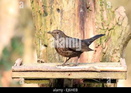 Amsel Turdus Merula ein Vogel in der Drossel-Familie bekannt für sein Lied Garten Wald und Hecke Stockfoto