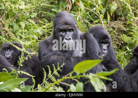 Silberrücken mit Familie, Kuryama Gruppe, Volcanoes-Nationalpark, Ruanda Stockfoto