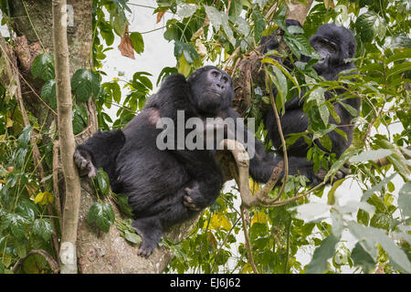 Berggorillas in Uganda ein Baum, Rushegura Gruppe, Bwindi Impenetrable Forest Stockfoto