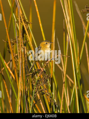 Unter der Leitung von Golden Cistensänger (Cistensänger Exilis), New-South.Wales, Australien Stockfoto