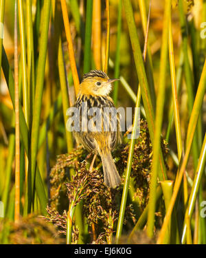 Unter der Leitung von Golden Cistensänger (Cistensänger Exilis), New-South.Wales, Australien Stockfoto