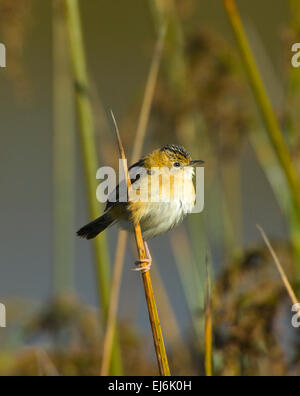 Unter der Leitung von Golden Cistensänger (Cistensänger Exilis), New-South.Wales, Australien Stockfoto