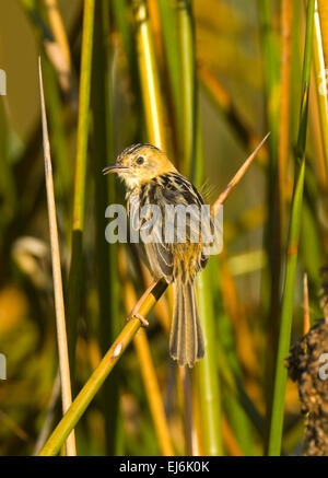 Unter der Leitung von Golden Cistensänger (Cistensänger Exilis), New-South.Wales, Australien Stockfoto