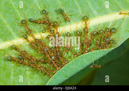 Grüne Baum Ameisen (Oecophylla Smaragdina) rollt ein Blatt vor dem Weben ihr Nest mit Seide produziert von deren Larven, Northern Territory, Australien Stockfoto