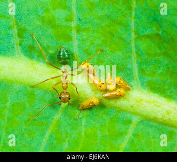 Grüner Baum Ameisen (Oecophylla Smaragdina) Melken eine Art Trichter in Ordnung Hemiptera, Northern Territory, NT, Australien Stockfoto