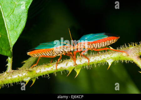 Rotbeinige Stink Bugs (Edessa Rutomarginata), Costa Rica Stockfoto