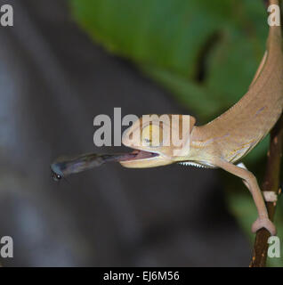 Jemen Chamäleon oder Veiled Chameleon mit Insekten (Chamaeleo calyptratus) Stockfoto