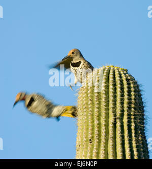Paar vergoldete flackert kämpfen Colaptes Chrysoides Arizona USA Stockfoto