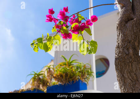 Mallorca Cala Ratjada Bougainvilleen Rajada in Capdepera Mallorca Stockfoto
