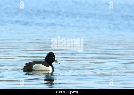 Ring-necked Enten (Aythya Collaris), Zucht Rüden Stockfoto