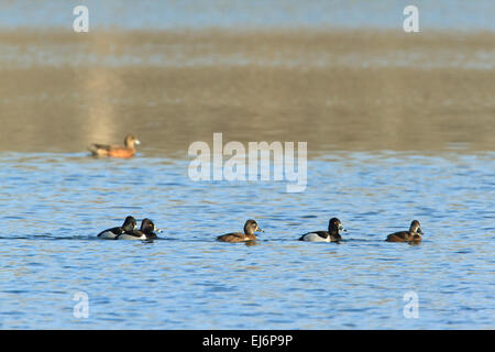 Ring-necked Enten (Aythya Collaris), Zucht, Männchen und Weibchen und unbekannte Ente im Hintergrund. Stockfoto