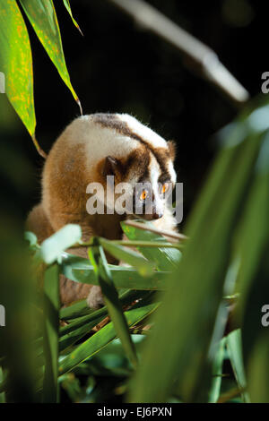 Wilde Javan Slow Loris (Nycticebus Javanicus) Spitze Bambusbäume, ihrem natürlichen Lebensraum. Stockfoto