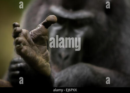 Rechter Fuss eines Alpha männlichen Sulawesi-Schwarzkammmakaken (Macaca nigra) im Tangkoko-Wald, North Sulawesi, Indonesien. Stockfoto