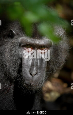 Porträt einer Sulawesi-Schwarzkammmakake (Macaca nigra) im Naturschutzgebiet Tangkoko, Nordsulawesi, Indonesien. Stockfoto