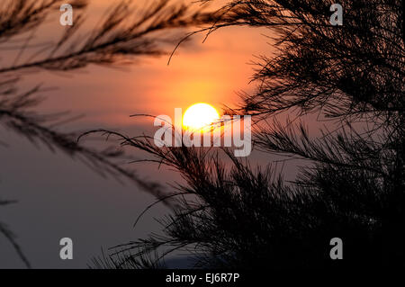 Silhouette der Kiefer während des Sonnenuntergangs Stockfoto