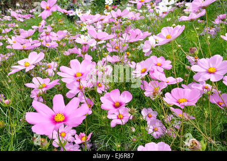 Rosa und weiße Kosmos im Feld. Stockfoto