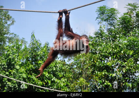 Orang-Utan schwingen an einem Seil Stockfoto