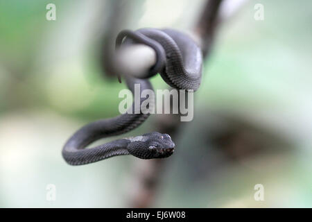 Bintan, Riau-Inseln, Indonesien. 21. März 2015. BINTAN, Indonesien - März 23: A Trimeresurus Purpureomaculatus Schlange oder Pit Viper Schlange am Tanjungpinang Mangroven am 21. März 2015 in Bintan, Indonesien. Trimeresurus Purpureomaculatus ist eine giftige Grubenotter Arten endemisch in Indien und Südostasien. © Sijori Bilder/ZUMA Draht/Alamy Live-Nachrichten Stockfoto