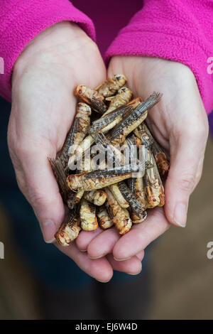 Essbare Insekten. Frau Holding Heuschrecken. Nahrung der Zukunft Stockfoto