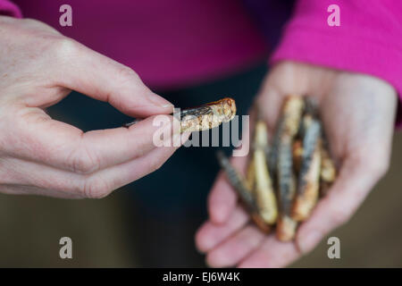 Essbare Insekten. Frau Holding Heuschrecken. Nahrung der Zukunft Stockfoto