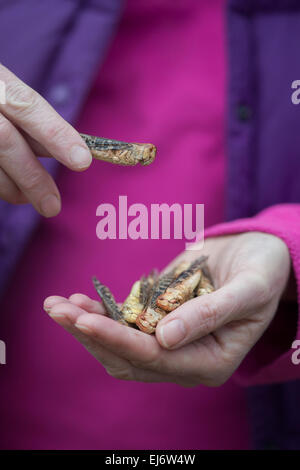 Essbare Insekten. Frau Holding Heuschrecken. Nahrung der Zukunft Stockfoto