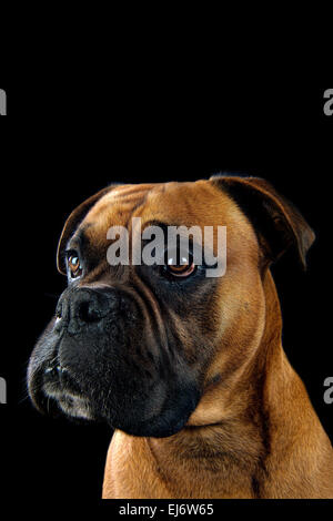 Schönes Porträt von einem Boxer Hund auf schwarzem Hintergrund Stockfoto