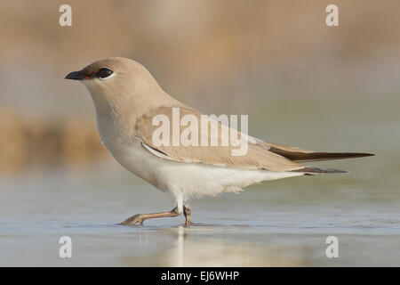 kleinen Brachschwalbe, wenig Brachschwalbe oder kleine indische Brachschwalbe (Glareola Lactea) Stockfoto