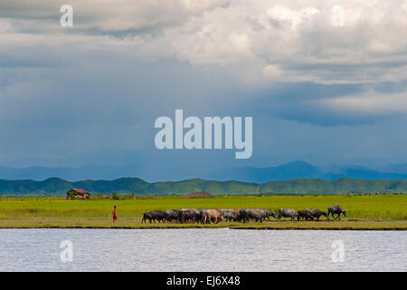 Wasserbüffel am Ufer des Kaladan River, zwischen Sittwe und Mrauk-U, Rakhine State in Myanmar Stockfoto