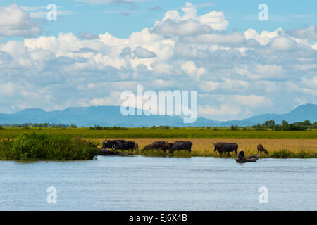 Wasserbüffel am Ufer des Kaladan River, zwischen Sittwe und Mrauk-U, Rakhine State in Myanmar Stockfoto