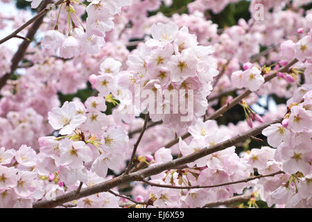 Rosa Kirsche blüht in voller Blüte auf einem Baum im Großraum Vancouver. Prunus serrulata im Frühling. Stockfoto