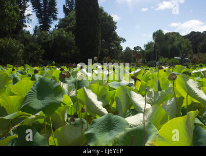 Adelaide, Australien. 23. März 2015. Heilige Lotus Pflanzen getaucht bei Sonnenschein an der Adelaide Botanical Gardens Stockfoto