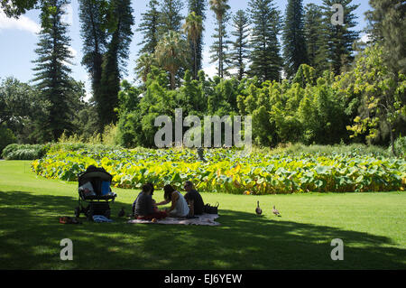 Adelaide, Australien. 23. März 2015. Heilige Lotus Pflanzen getaucht bei Sonnenschein an der Adelaide Botanical Gardens Stockfoto