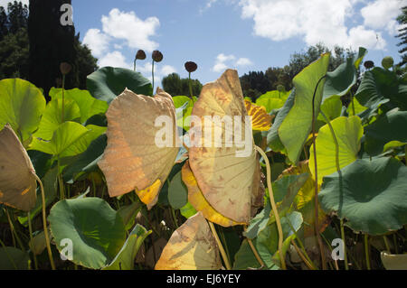 Adelaide, Australien. 23. März 2015. Heilige Lotus Pflanzen getaucht bei Sonnenschein an der Adelaide Botanical Gardens Stockfoto