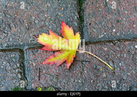 Lebendige bunte Ahorn Baum Blatt am Boden im Herbst Stockfoto