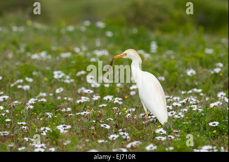 Kuhreiher, Bulbulcus Ibis, hält einen Skorpion, West Coast National Park, Südafrika Stockfoto