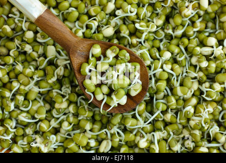 Hausgemachte frische mungobohne Bean (Maische) Sprossen in Holzlöffel auf Sprossen Hintergrund. Stockfoto