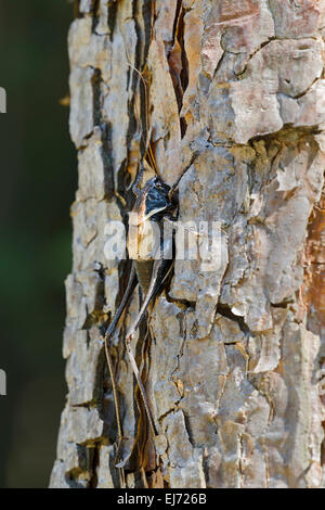 Alpine dunkle Bush-Cricket (Pholidoptera Aptera), Männlich, Niederösterreich, Österreich Stockfoto