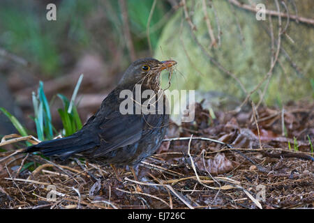 Amsel (Turdus Merula), Weiblich, Tirol, Österreich Stockfoto