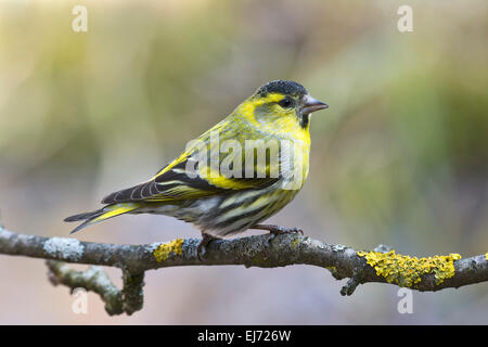 Eurasische Zeisig (Zuchtjahr Spinus), Männlich, Tirol, Österreich Stockfoto
