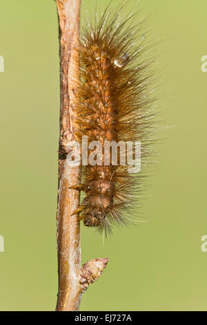 Raupe des Musselin Moth (Diaphora Mendica), Tirol, Österreich Stockfoto
