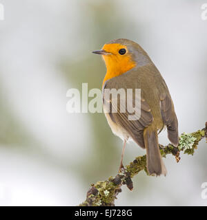 Rotkehlchen (Erithacus Rubecula), Tirol, Österreich Stockfoto