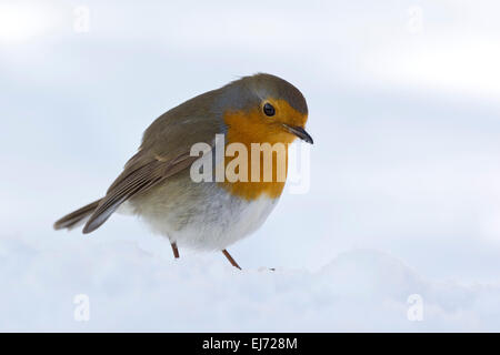 Rotkehlchen (Erithacus Rubecula), Tirol, Österreich Stockfoto