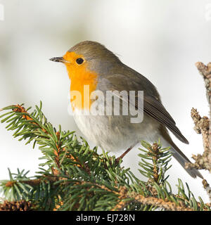 Rotkehlchen (Erithacus Rubecula), Tirol, Österreich Stockfoto